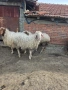 Продавам три коча, снимка 1