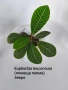 стайни растения , снимка 7