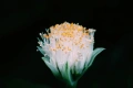 Sigma AF-S 70-300mm f/4-5.6 DG Macro обектив Никон, снимка 9