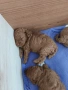 Той пудели мъжки , снимка 2