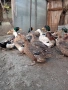 продавам яйца от патета, снимка 2