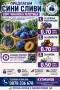 Продаваме сини сливи, снимка 1