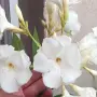 ЗОКУМ - кичест, бял, ароматен, , снимка 2