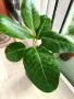 Фикус Ficus benghalensis, снимка 4