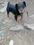 ягдтериер женски разгонена , снимка 1