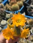 Кактус Chamaecereus Hybrid жълто оранжев цвят много красив цъфтеж, снимка 5