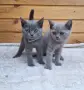 Британски късокосмести котки, снимка 2