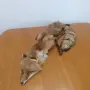 кожа от лисица/лисиче кожа 120см, снимка 2