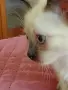 Мъжко сиамско коте, снимка 12