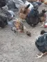 Домашни кокошки, снимка 2