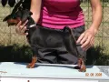 Миниатюрен Пинчер / zwergpinscher, снимка 3
