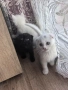 малки  британчета, снимка 5