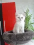 Британски и Шотландски котенца, снимка 8