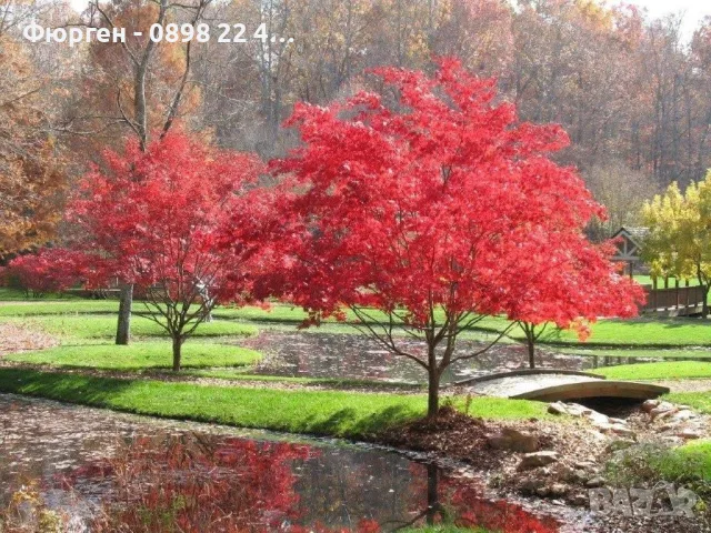 Ацер „Бени-Майко“ (Acer palmatum 'Beni-maiko') – Японски японски клен, снимка 7 - Разсади - 55530367