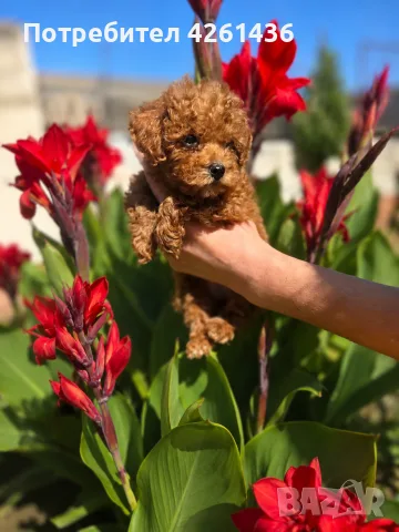 Пудел Той / Poodle toy/, снимка 2 - Пудели - 55433778