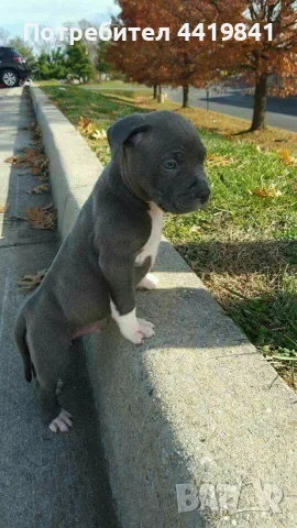 Бебе Pitbull Terrier , снимка 3 - Питбул - 55390883