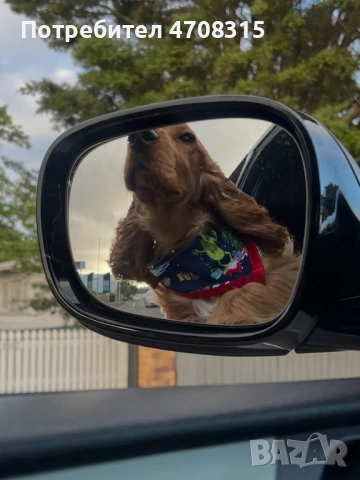 Кокер шпаньол момиченце кафяво, снимка 6 - Кокер шпаньол - 53971487