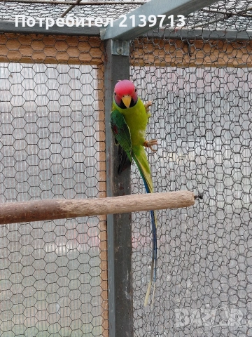 Продавам Сливоглав Александър, снимка 5 - Папагали - 54006558