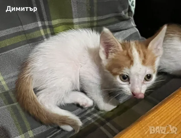 Котенца за осиновяване, снимка 3 - Други - 55415971