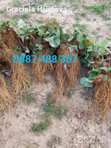 Продавам разсад ягоди , снимка 8 - Сортови семена и луковици - 54109437