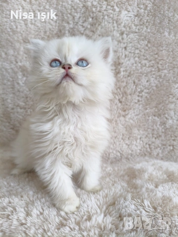 кой иска да спинка с мене в Хасково сме, снимка 6 - Британска късокосместа - 54302915