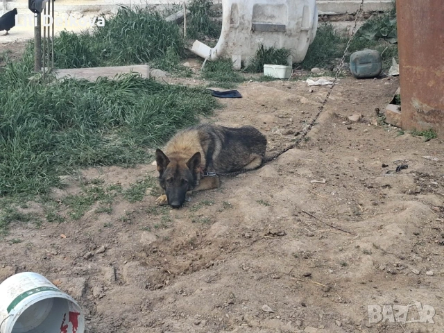 Немска овчарка 