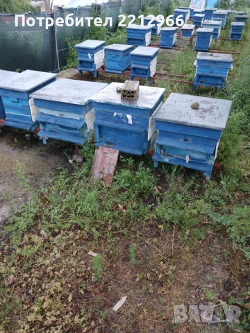 Продавам пчелни отводки с кошер и магазини – 7 рамкови.