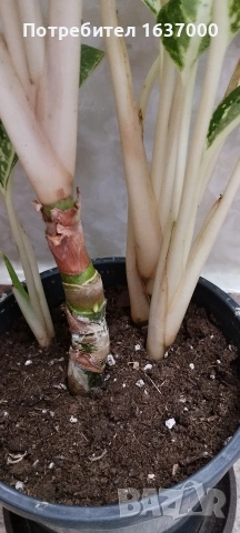 Аглаонема Milky way , снимка 3 - Стайни растения - 54174748