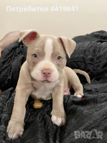Бебе Pitbull Terrier 