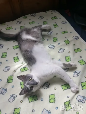Женска котка от Перник търси дом, снимка 3 - Други - 55669251