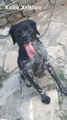 Ловно куче Женско е за продажба  (порода) бретон шпаньол 