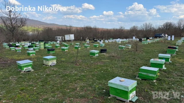 Пчелни семейсва и записване за отводки даданблат, снимка 2 - За пчели - 54102290