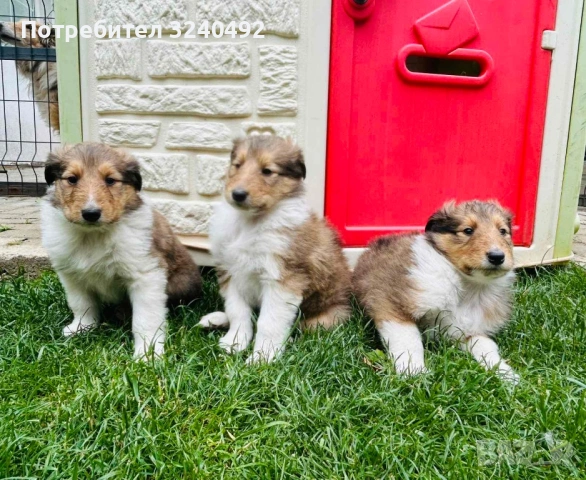 Шотландска Овчарка Коли ЛАСИ, снимка 12 - Други - 54723577