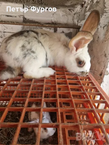 Продавам 7 бр.зайци , снимка 5 - Други - 55349667