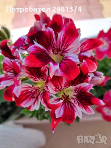 Кралски мушката