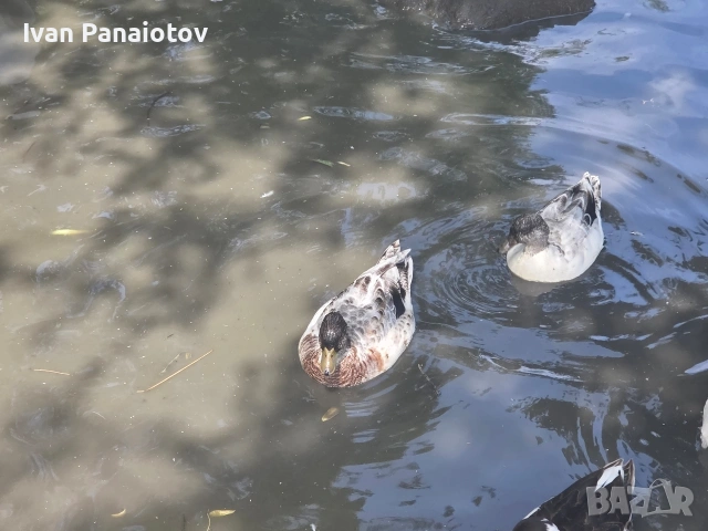 продавам патета call duck
