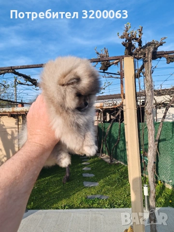 Померанче мини мъжко , снимка 4 - Померан - 54271762