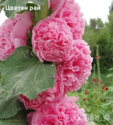 15 вида семена на цветя , снимка 16 - Градински цветя и растения - 55425566