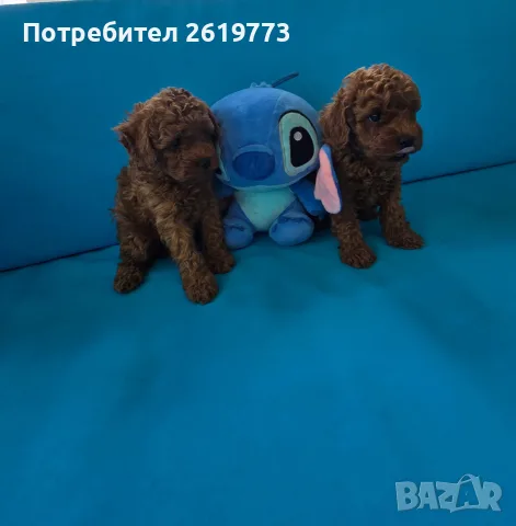 той пудел мини пудел
