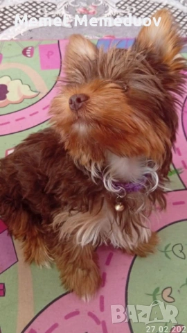 Йорки последното момченце за мераклии, снимка 6 - Йоркширски териер - 54056265