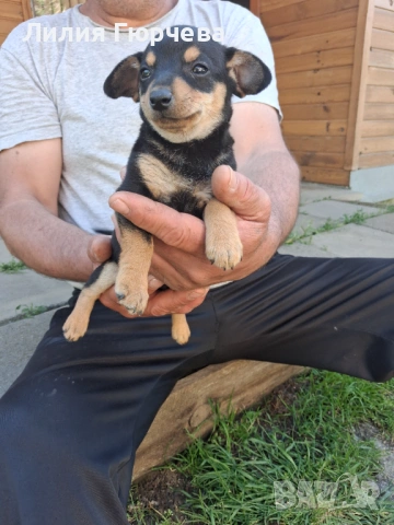 Продавам Пинчери, снимка 2 - Пинчер - 54803323