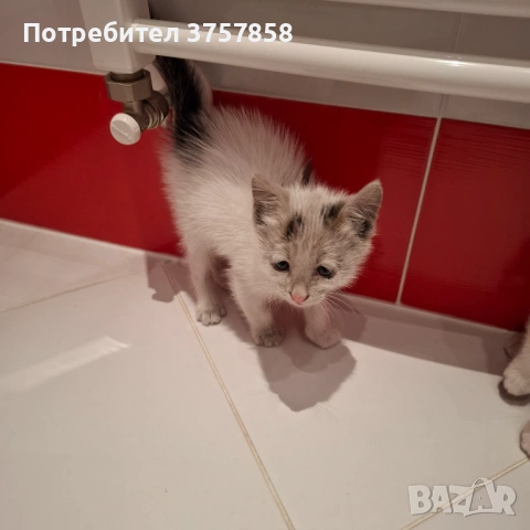 Мъжко коте