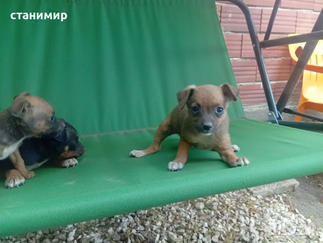 продавам пинчери, снимка 5 - Пинчер - 55621256