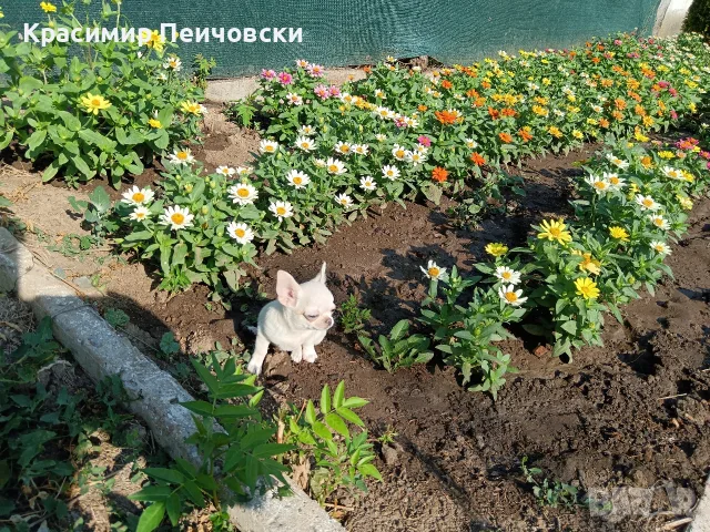 женско чихуахуа. 