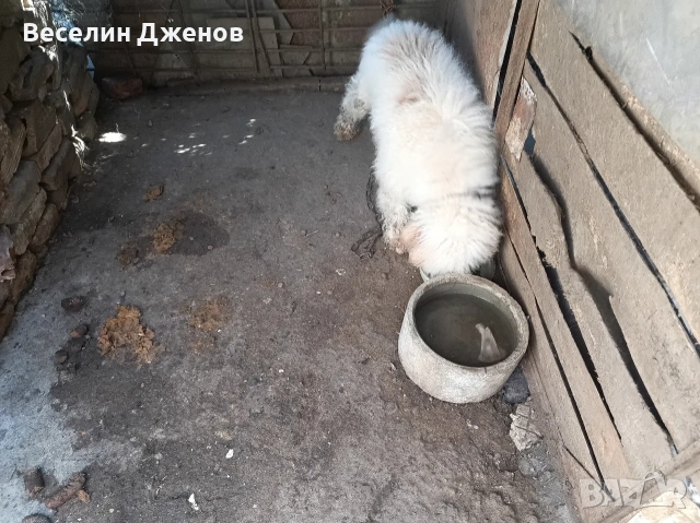 Лаго Романьоли 
