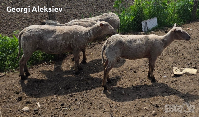 Млади месодайни овце. Мутон шароле, Съфолк и Романовски. , снимка 6 - Овце - 54501512