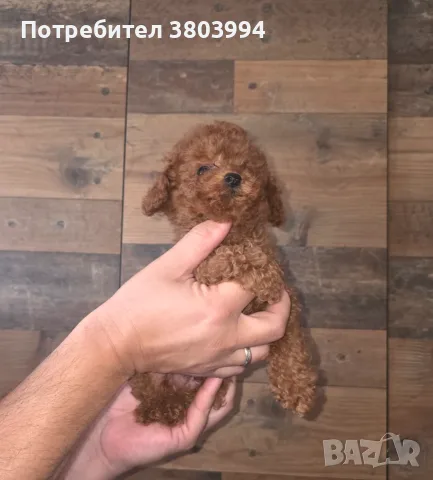 Много дребни червени Той пудели. , снимка 6 - Пудели - 55610329