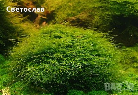 Аквариумни растения, снимка 2 - Оборудване за аквариуми - 54752938