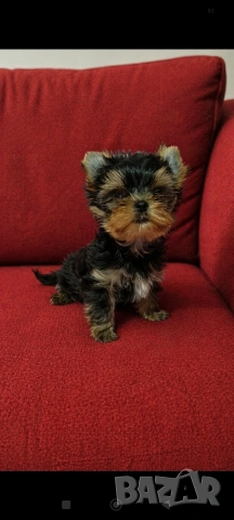 Миниатюрно  момченце, снимка 3 - Йоркширски териер - 54272895