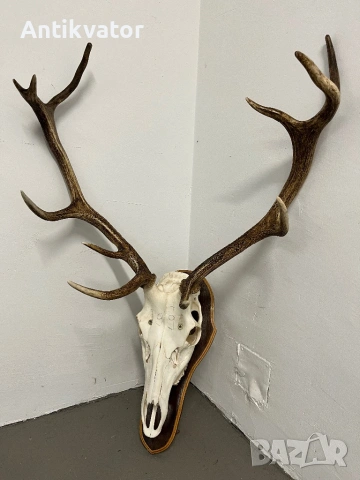 Краси трофей от елен